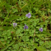 Burmannia pusilla (Miers) Thwaites